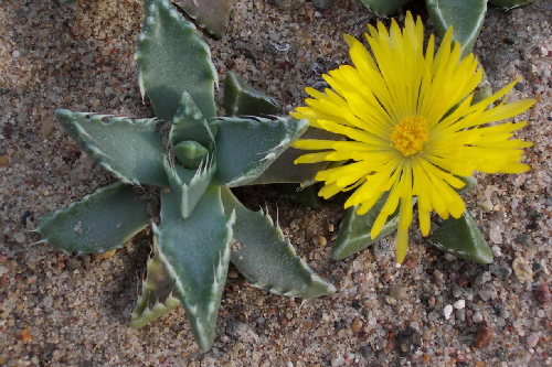 faucaria tigrina